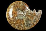 Polished Ammonite (Cleoniceras) Fossil - Madagascar #158272-1